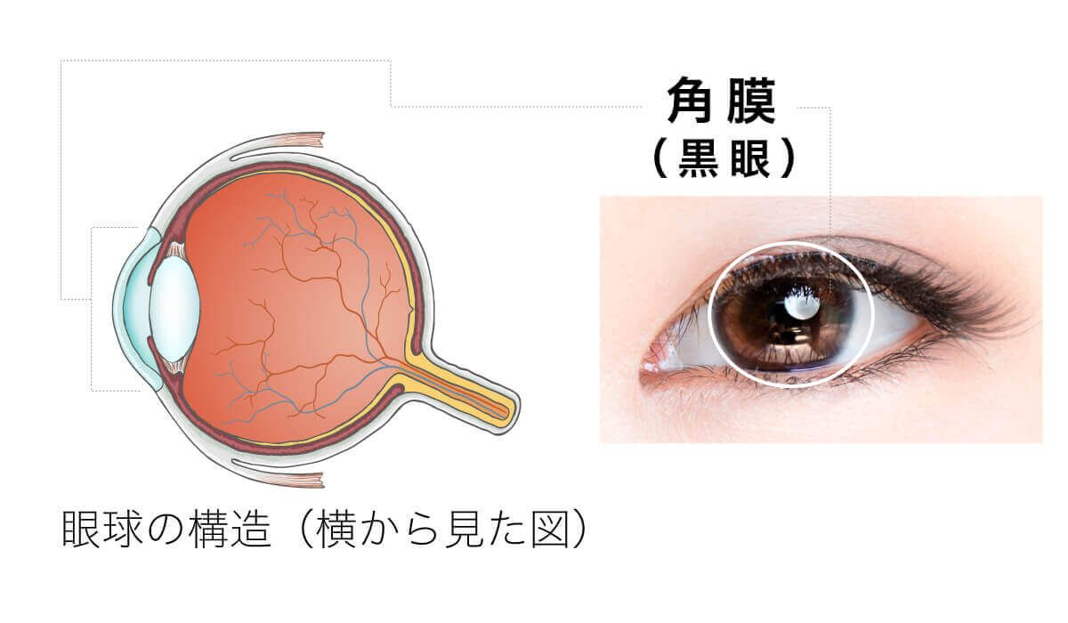 角膜の図解